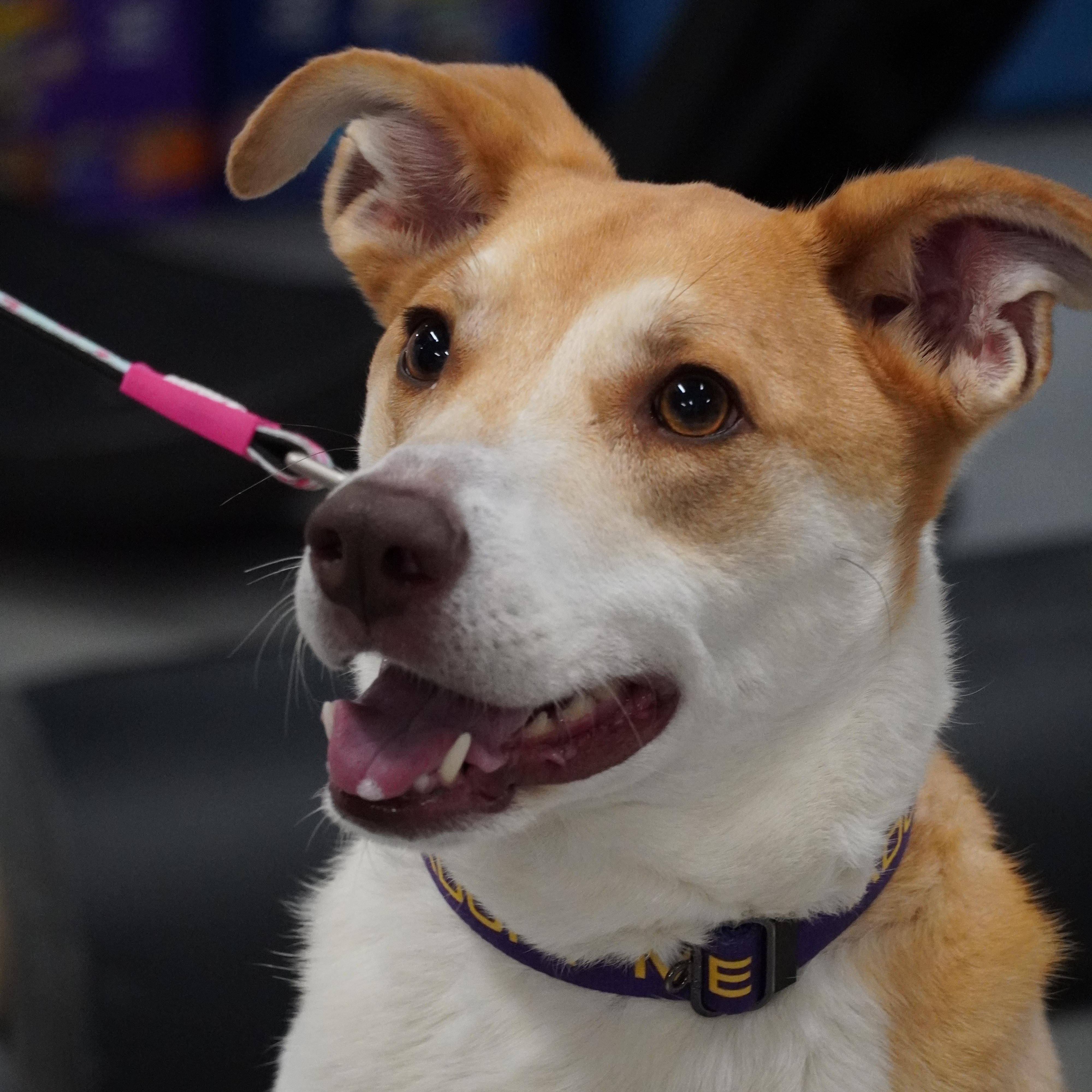 Dahlia, a Adoptable mixed breed in Paris, ME image 2/4