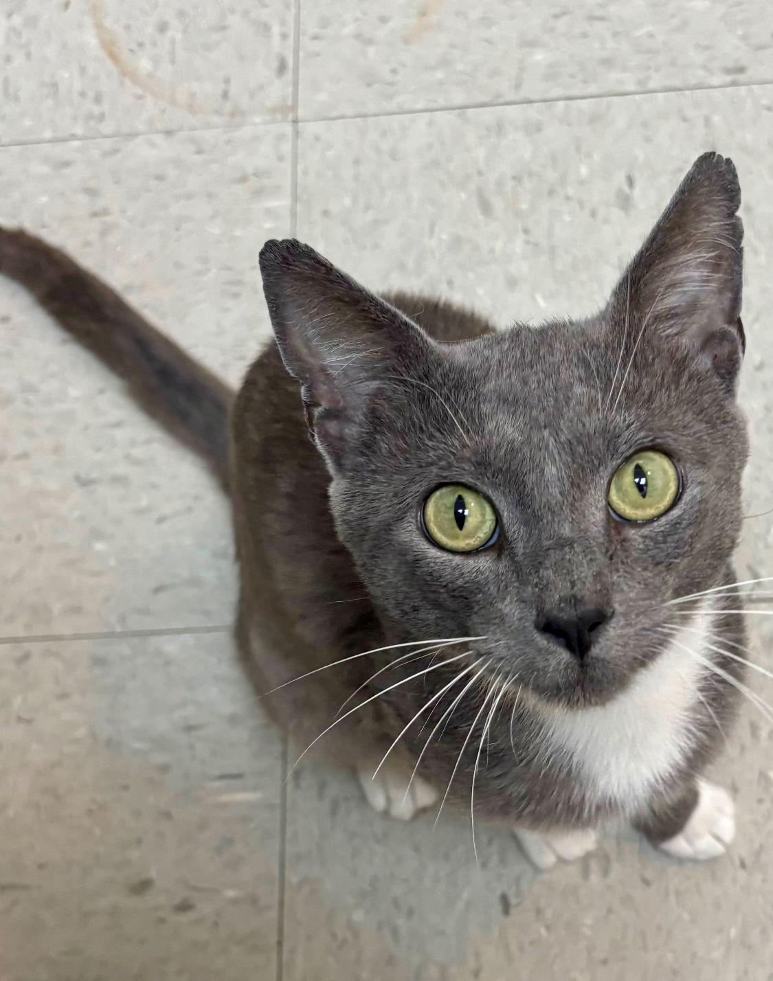 Louie Willow Grove FCID#06/12/2025 - 109, Adopted, Young Male Tuxedo.