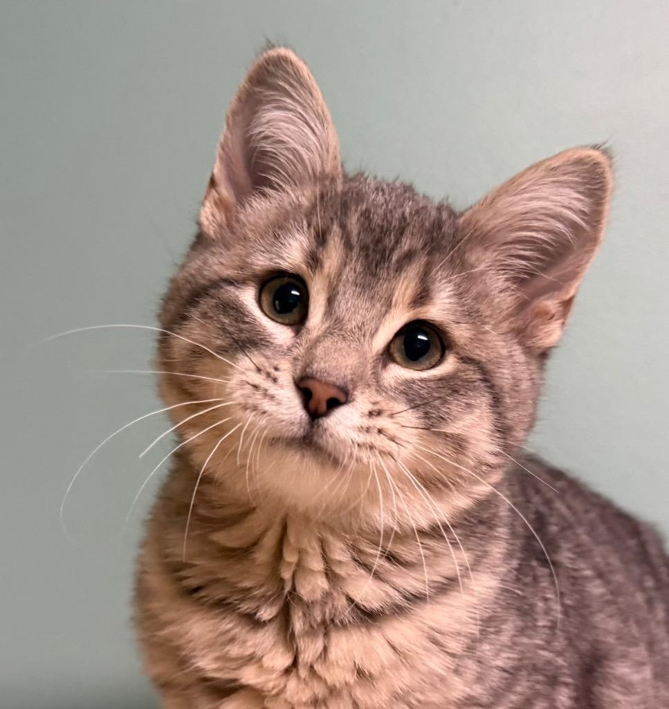 Reese, adopted, Kitten Male Domestic Short Hair.