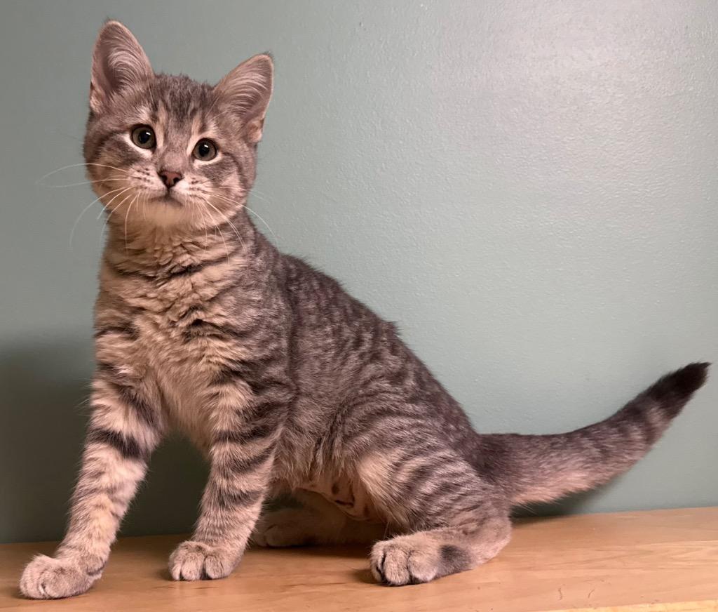 Enlarge Reese, an adopted Domestic Short Hair in Amery, WI image 2/3