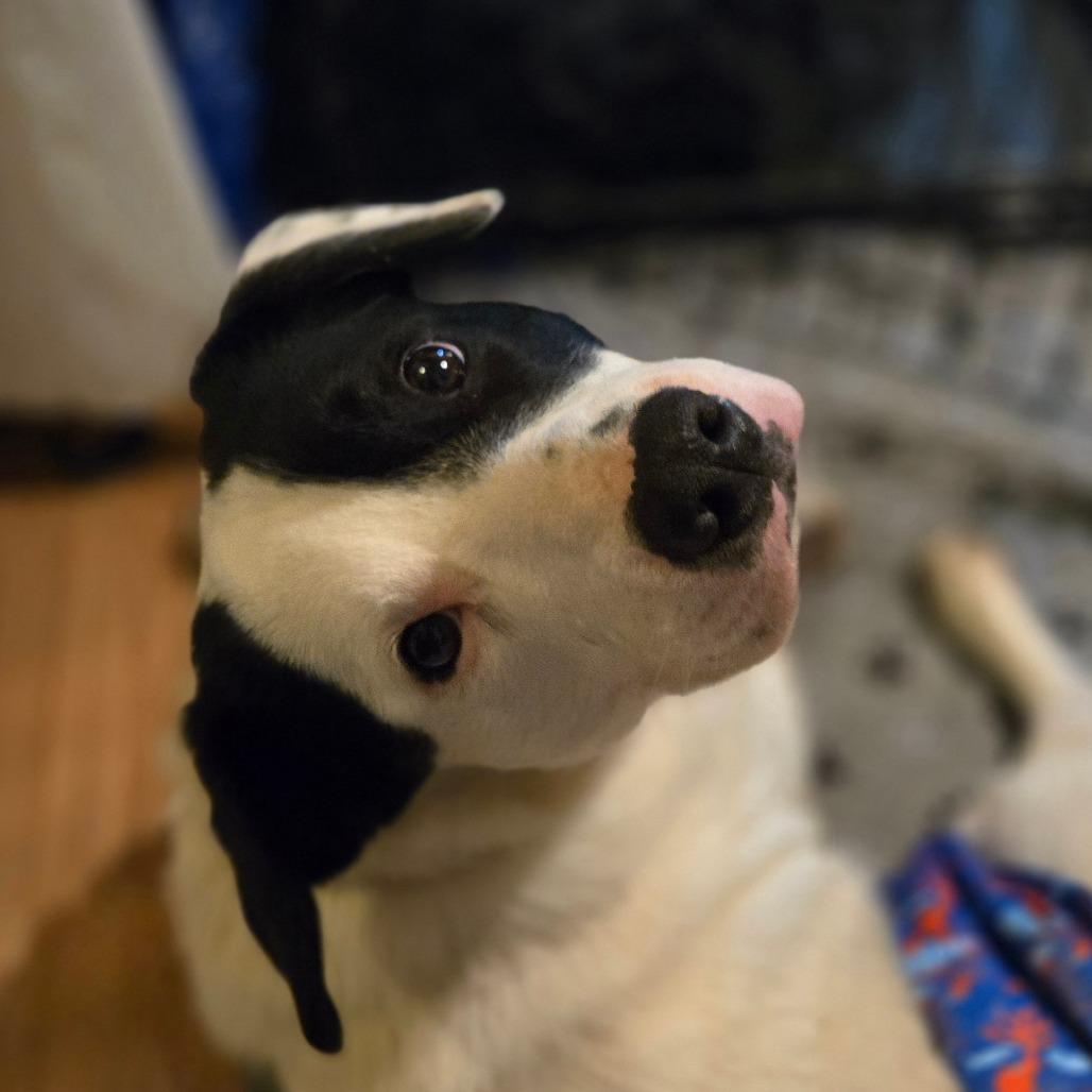 Enlarge Scout, a Adoptable Mixed Breed in Ephrata, PA image 1/4