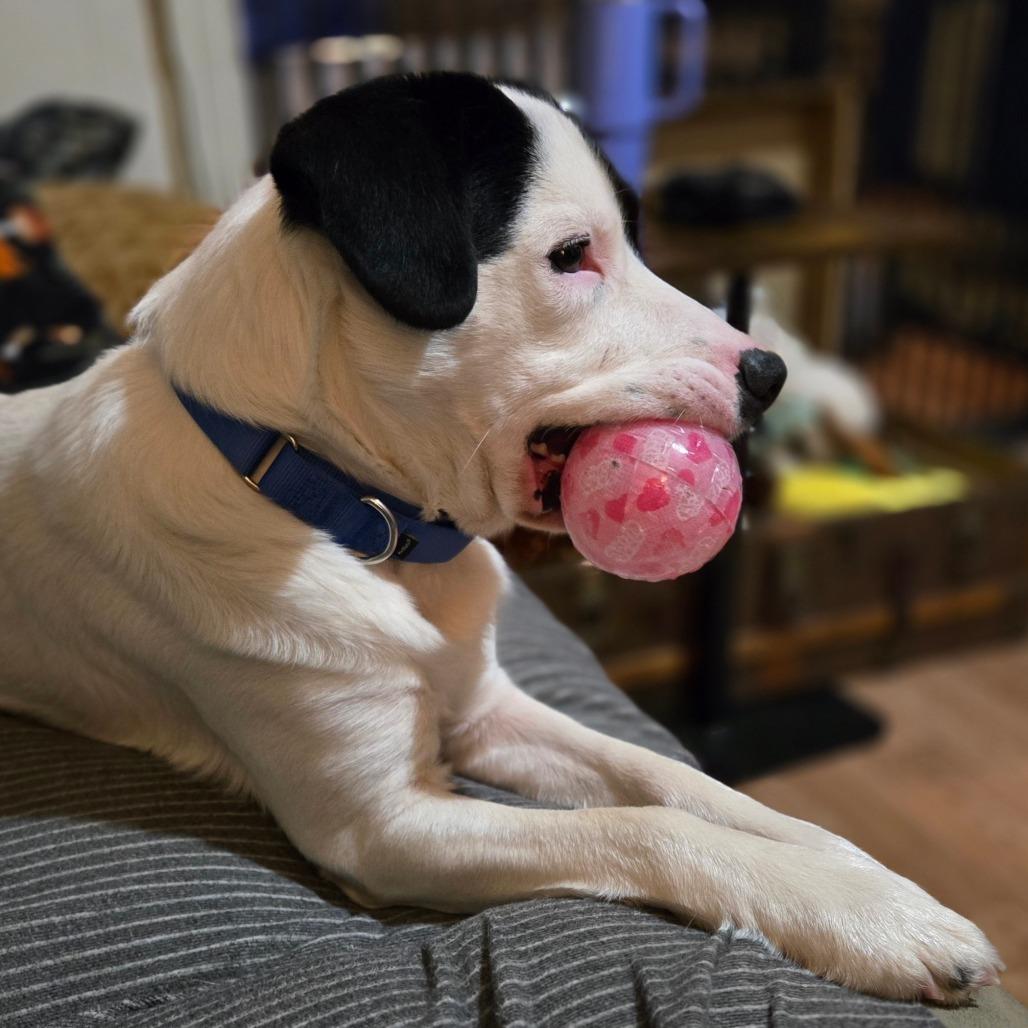 Enlarge Scout, a Adoptable Mixed Breed in Ephrata, PA image 2/5