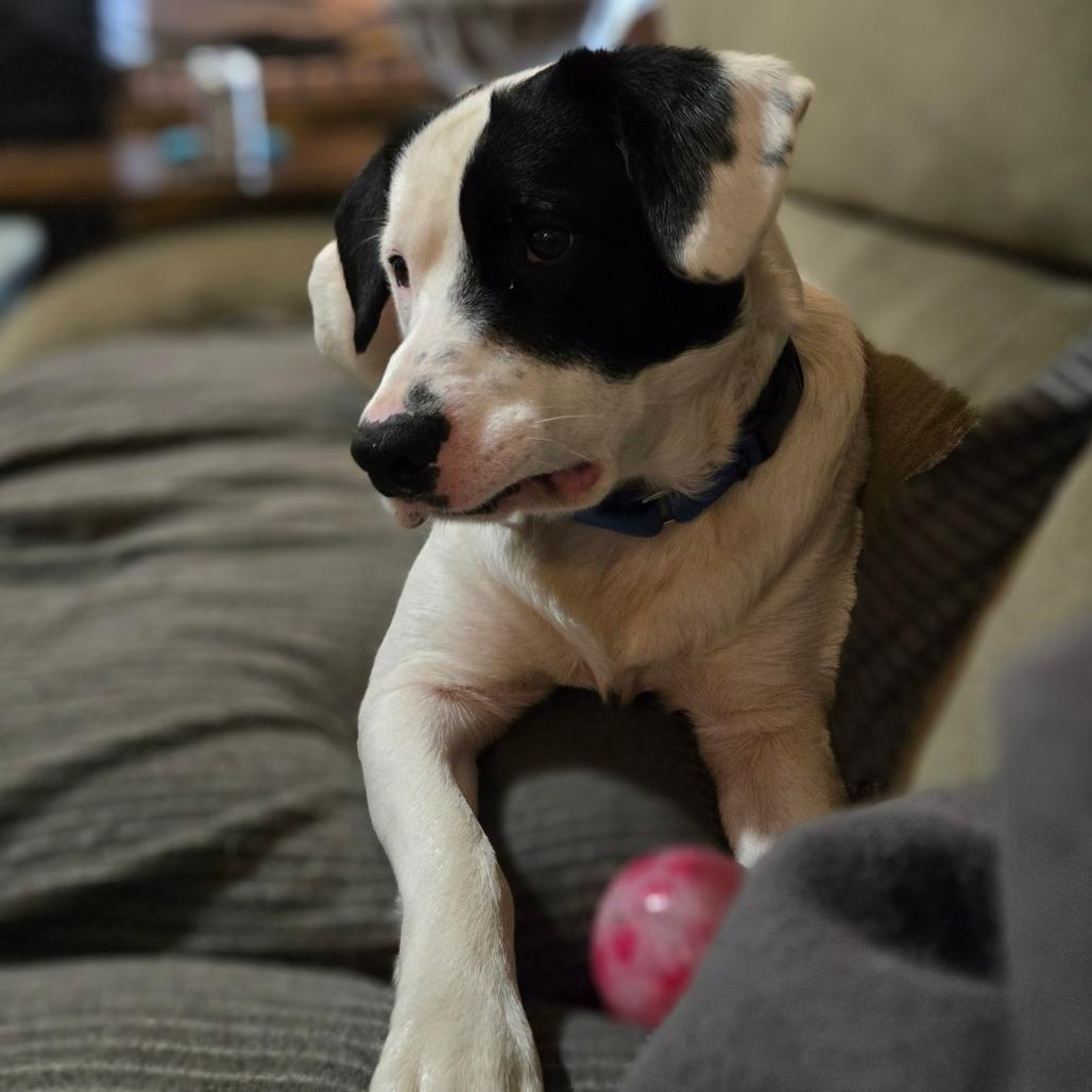 Enlarge Scout, a Adoptable Mixed Breed in Ephrata, PA image 3/5