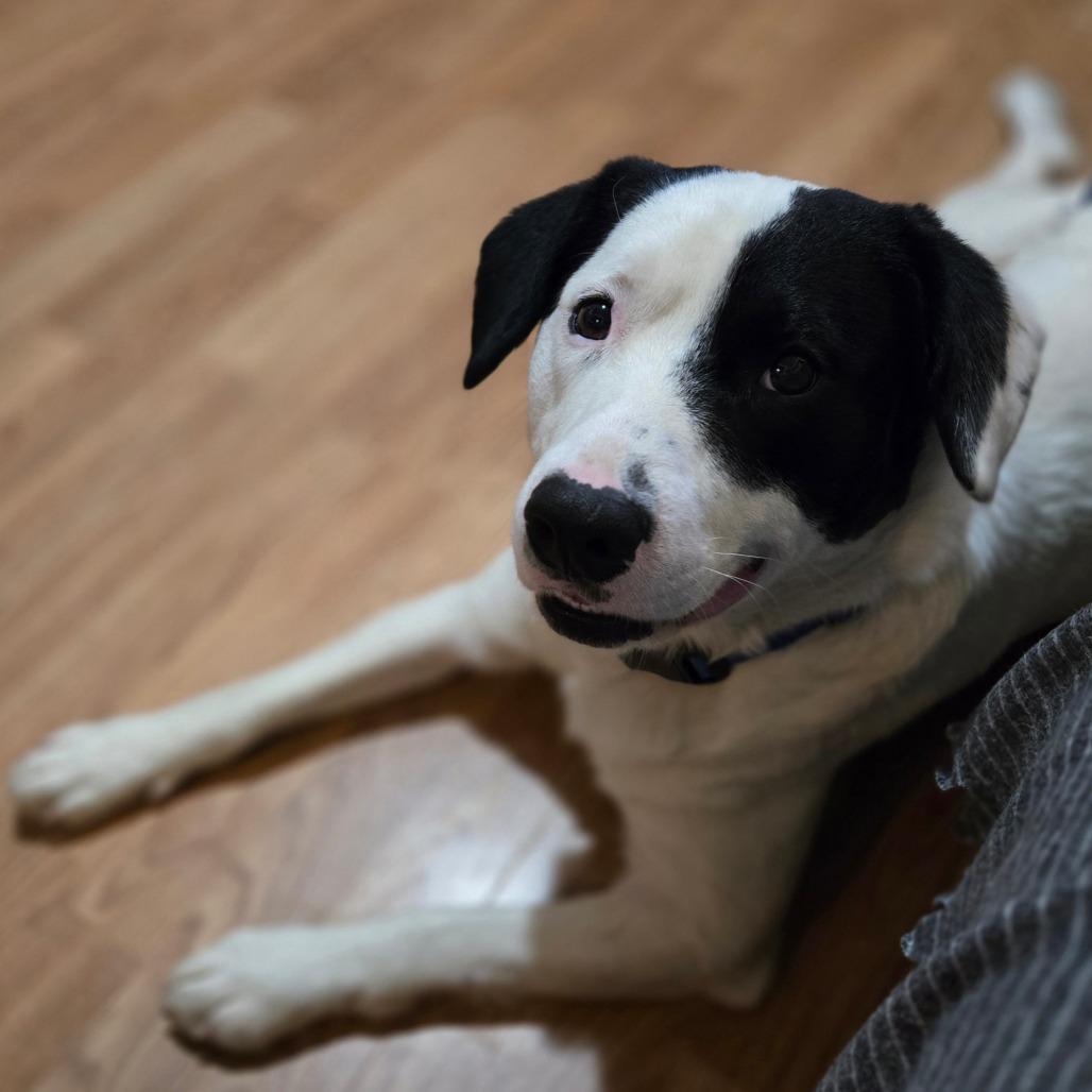 Enlarge Scout, a Adoptable Mixed Breed in Ephrata, PA image 4/5