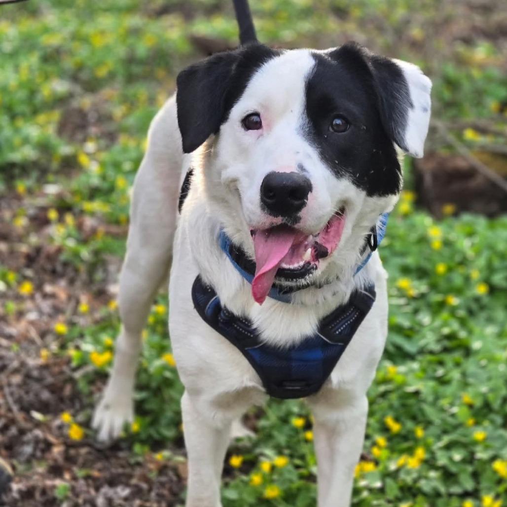Enlarge Scout, a Adoptable Mixed Breed in Ephrata, PA image 2/4