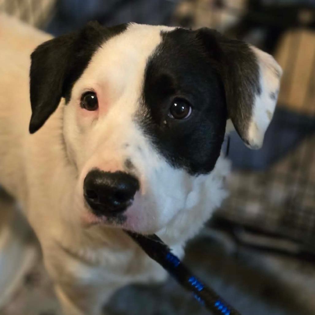 Enlarge Scout, a Adoptable Mixed Breed in Ephrata, PA image 3/4