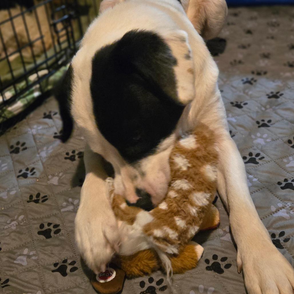 Enlarge Scout, a Adoptable Mixed Breed in Ephrata, PA image 4/4