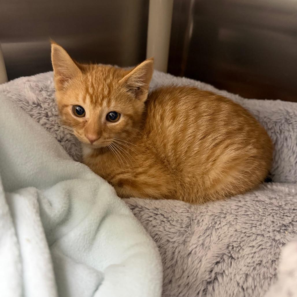 Grits, Adoptable, Kitten Male Domestic Short Hair.