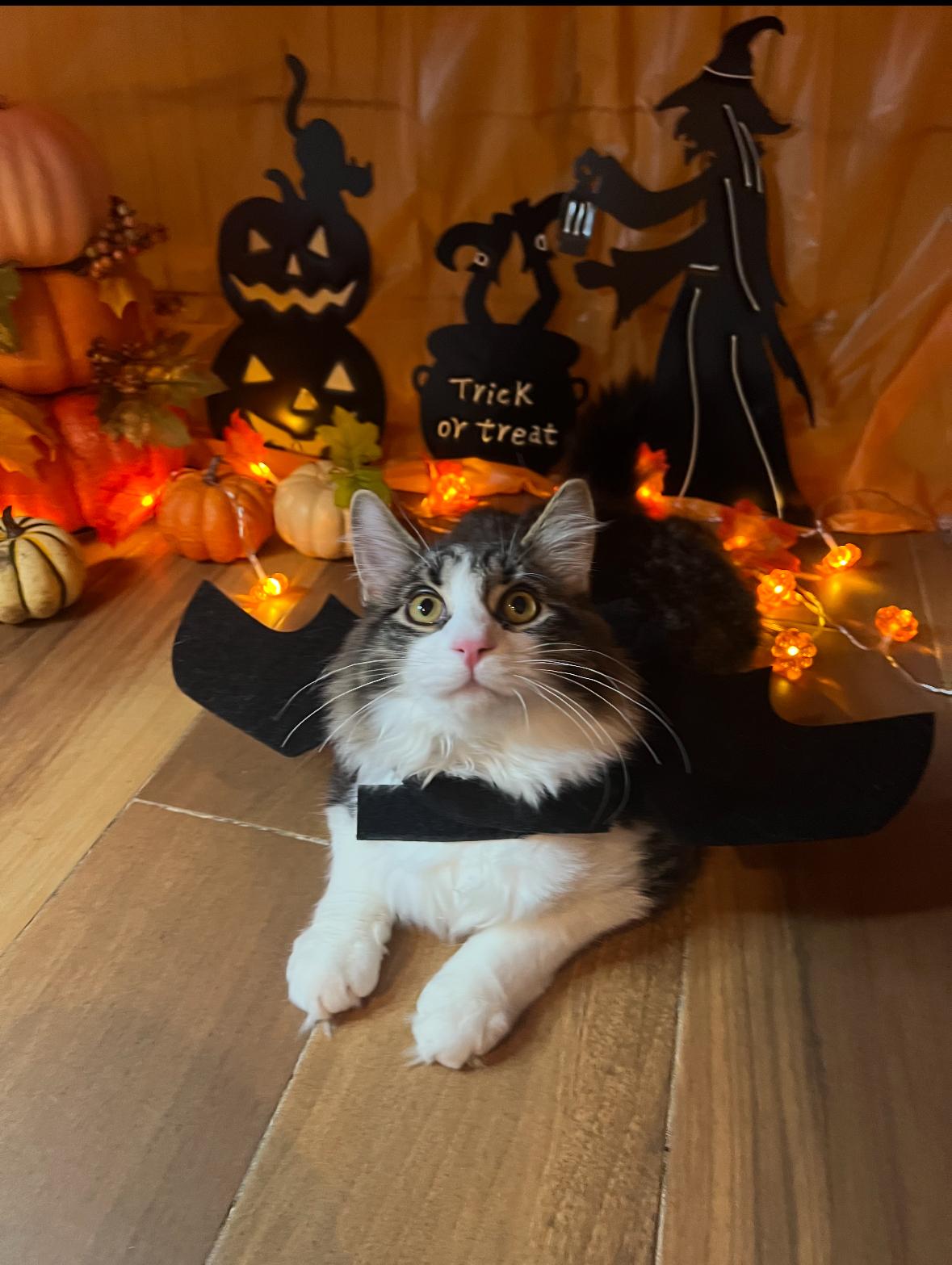 Leo & Fluffy ( Playful Bonded Boys), a Adoptable American Shorthair in Staten Island, NY image 2/6