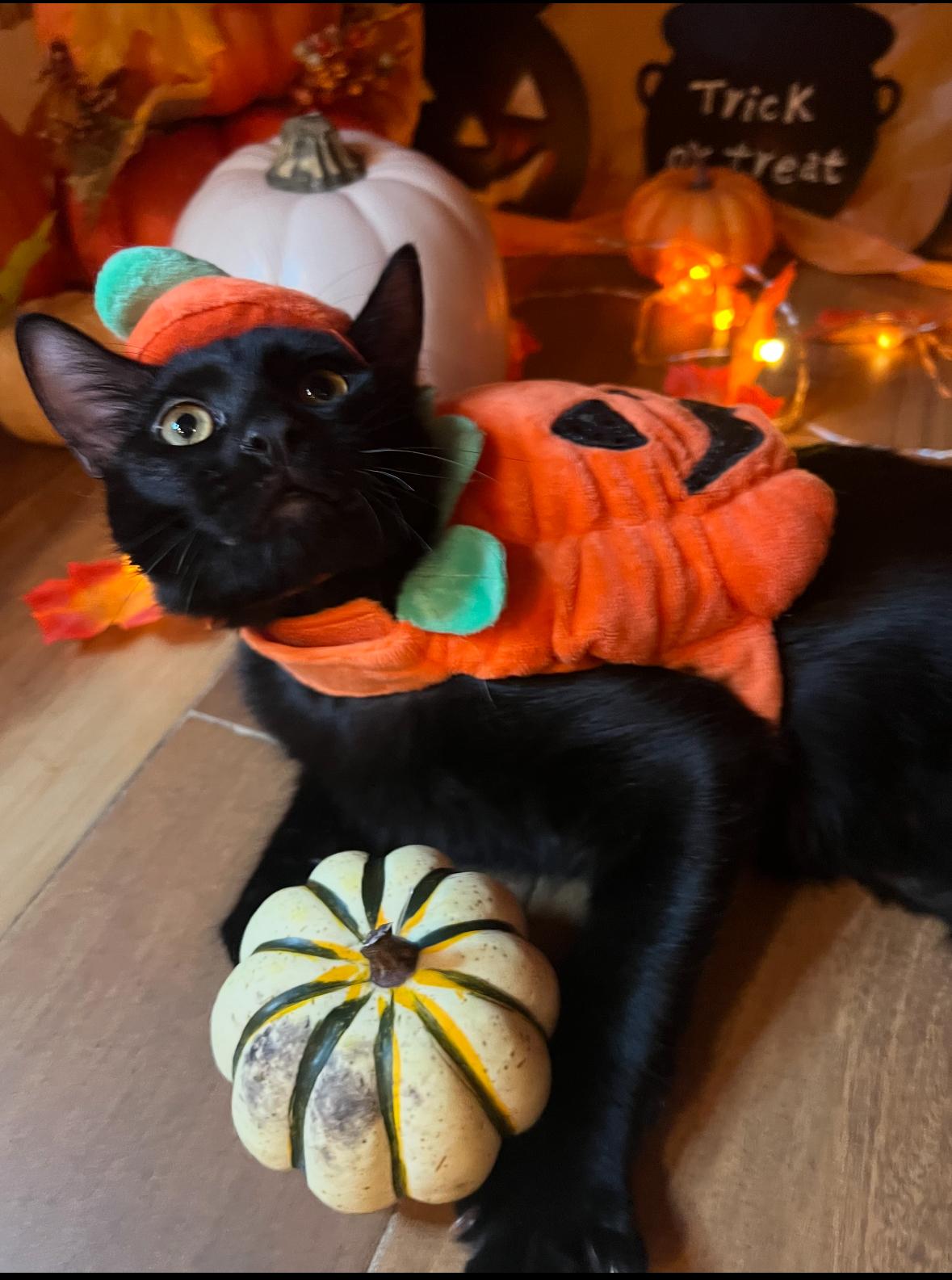 Leo & Fluffy thumbnail 3