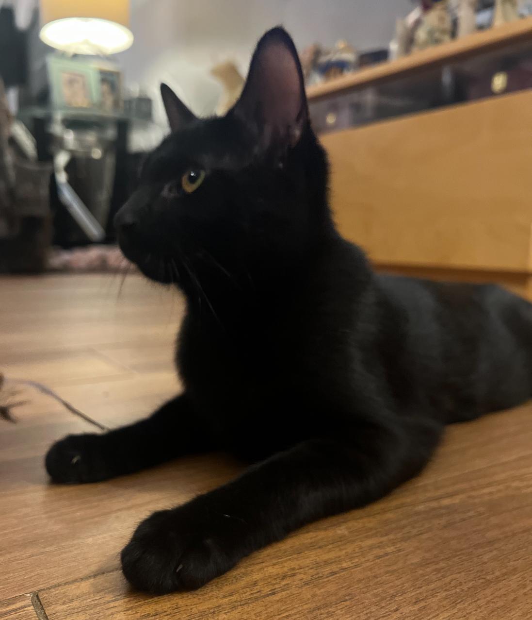 Leo & Fluffy ( Playful Bonded Boys), a Adoptable American Shorthair in Staten Island, NY image 4/6