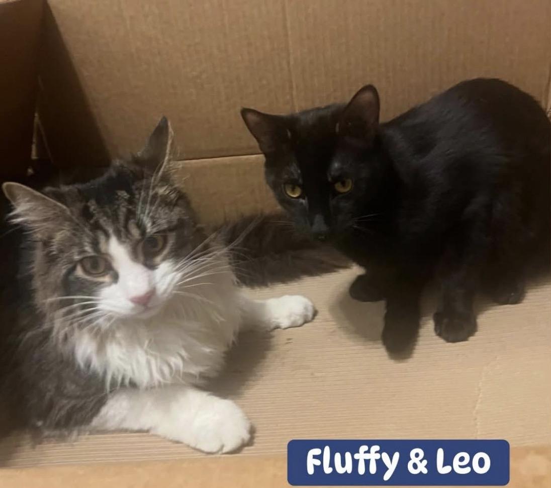 Leo & Fluffy ( Playful Bonded Boys), adoptable, Kitten Male Domestic Long Hair.