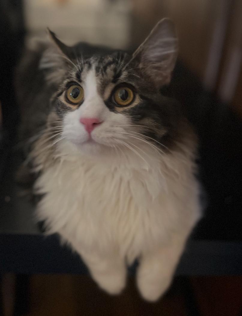 Leo & Fluffy ( Playful Bonded Boys), a Adoptable American Shorthair in Staten Island, NY image 1/6