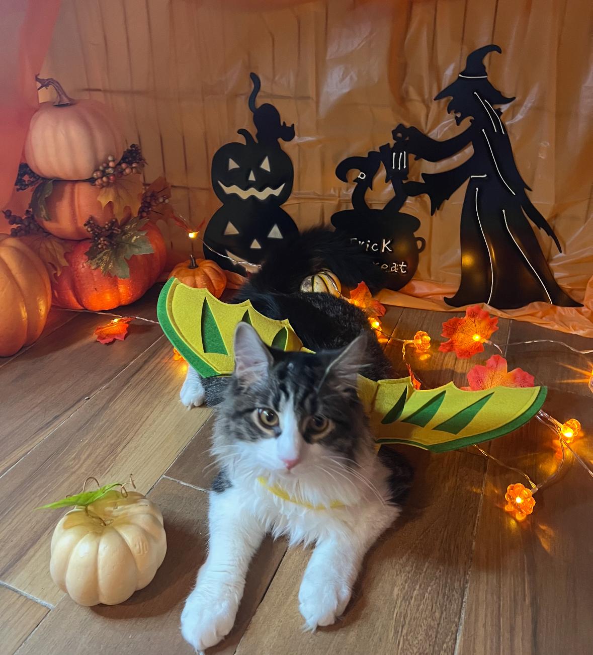 Leo & Fluffy ( Playful Bonded Boys), a Adoptable American Shorthair in Staten Island, NY image 5/6