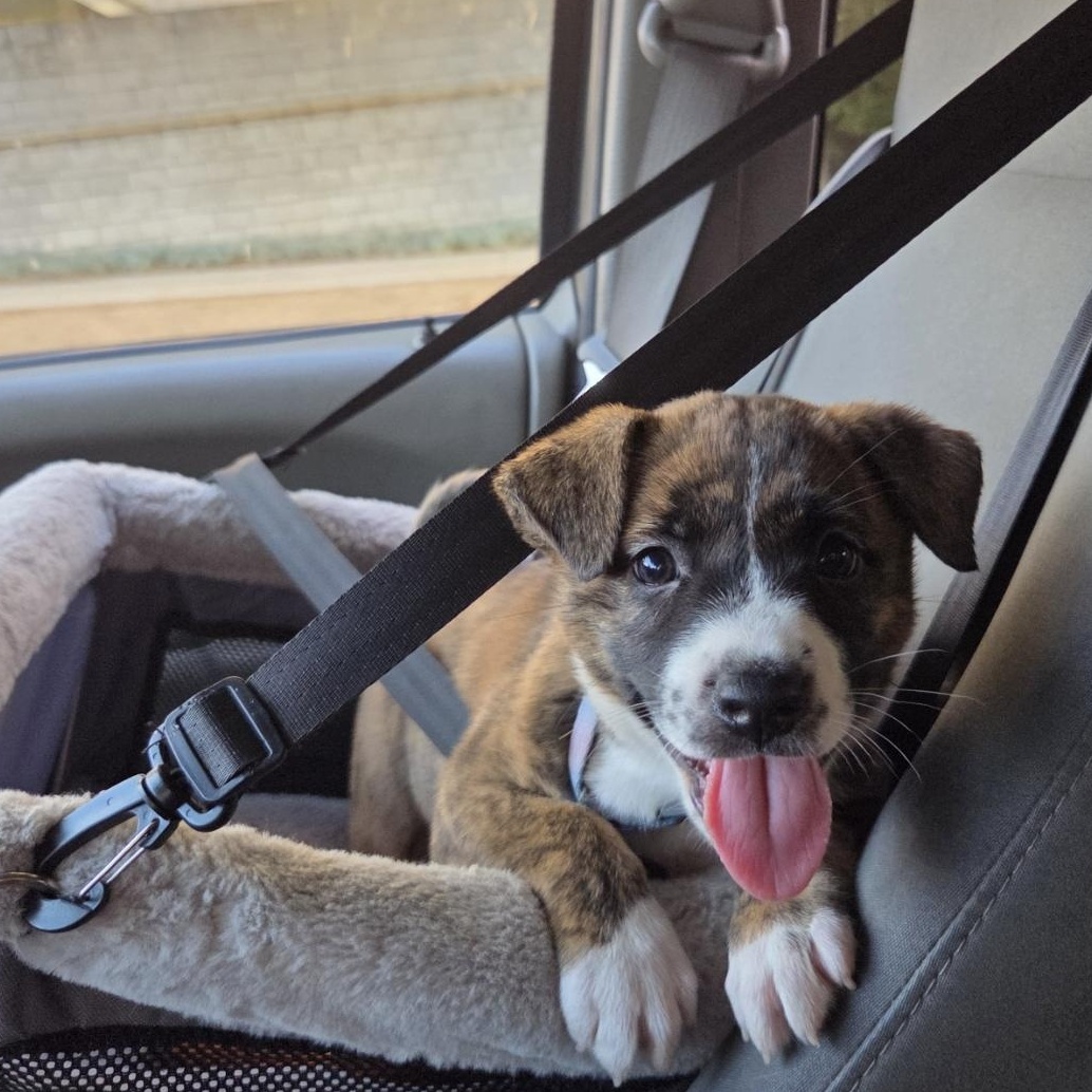 Enlarge Sapphire, a Adoptable mixed breed in West Hollywood, CA image 4/6