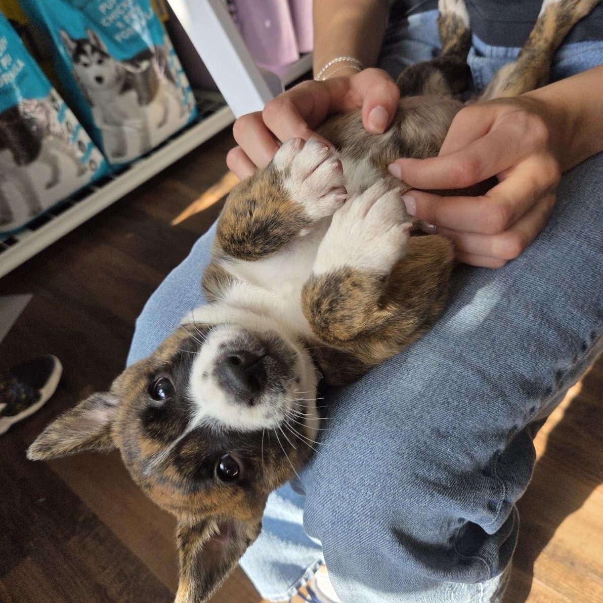 Enlarge Sapphire, a Adoptable mixed breed in West Hollywood, CA image 6/6