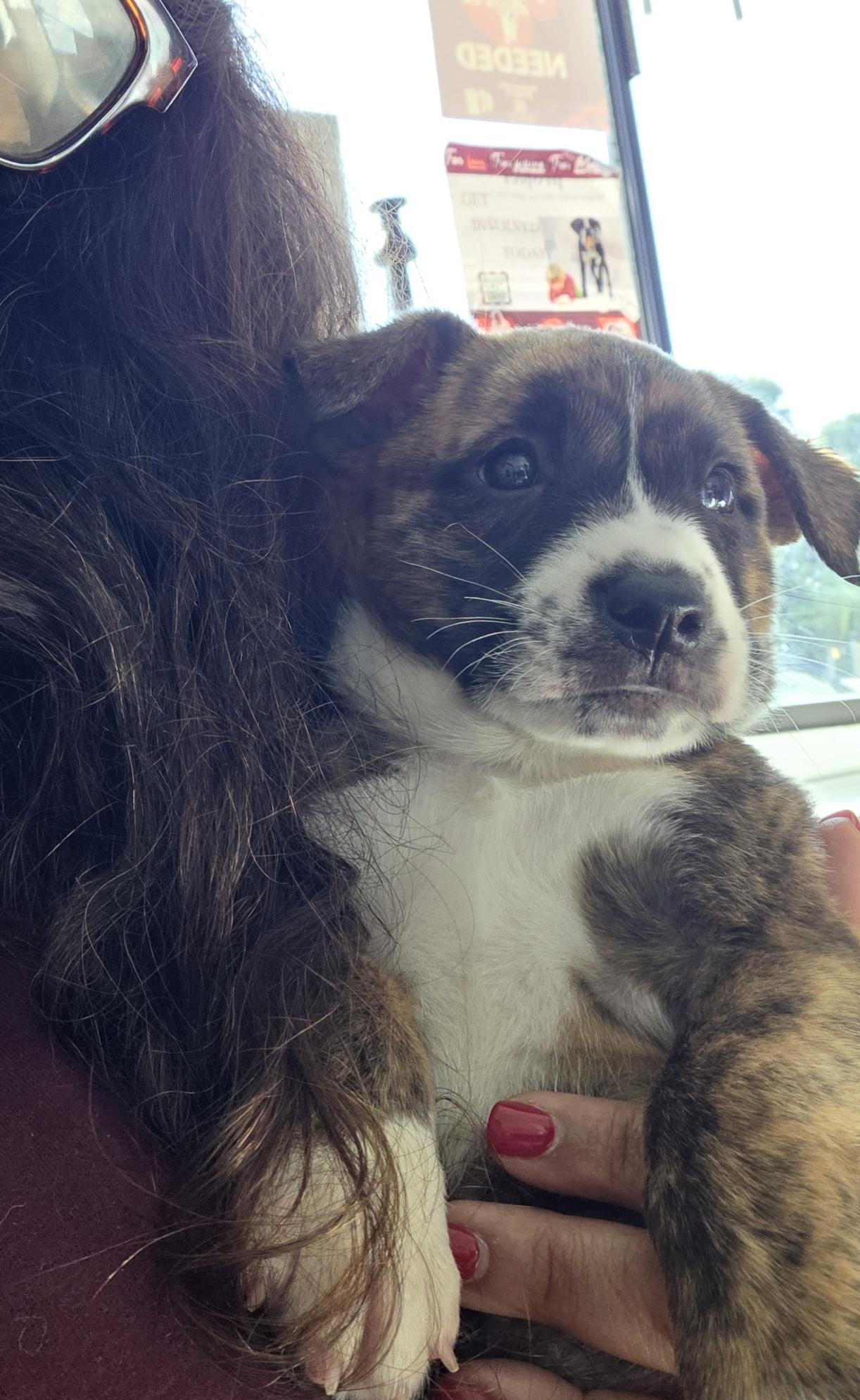 Enlarge Sapphire, a Adoptable mixed breed in West Hollywood, CA image 2/6