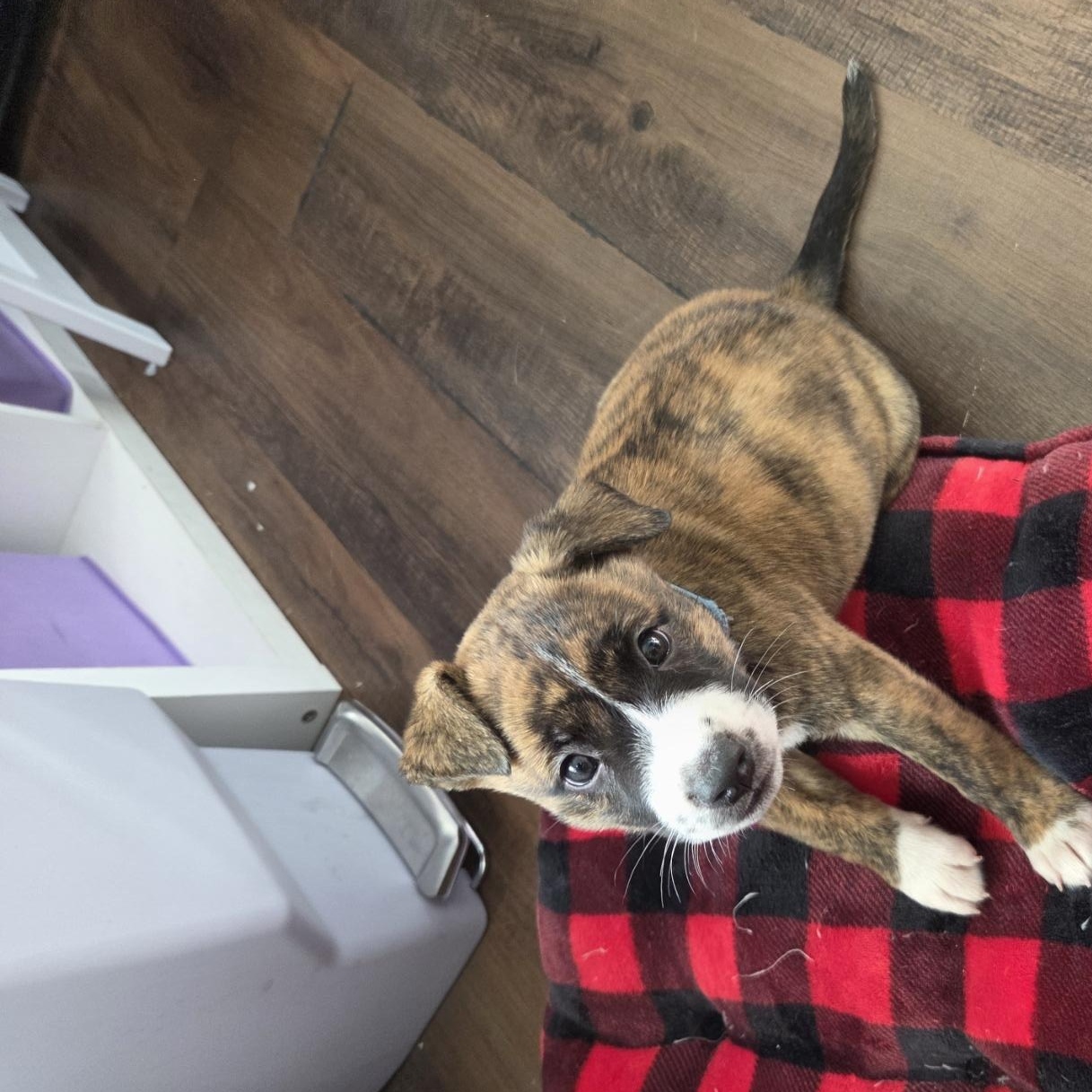 Enlarge Sapphire, a Adoptable mixed breed in West Hollywood, CA image 5/6