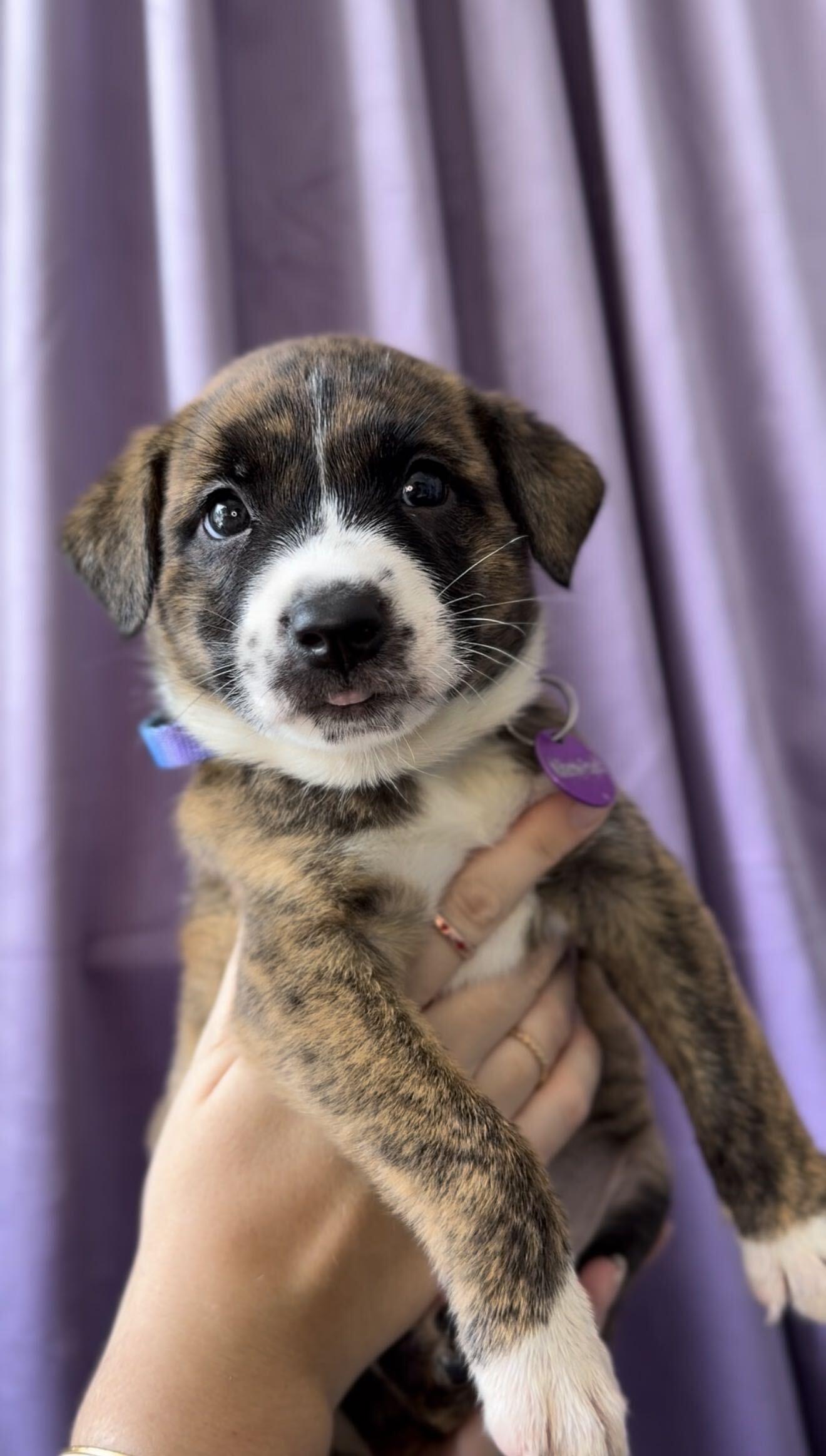 Sapphire, Adoptable, Puppy Female Basenji & Pit Bull Terrier.