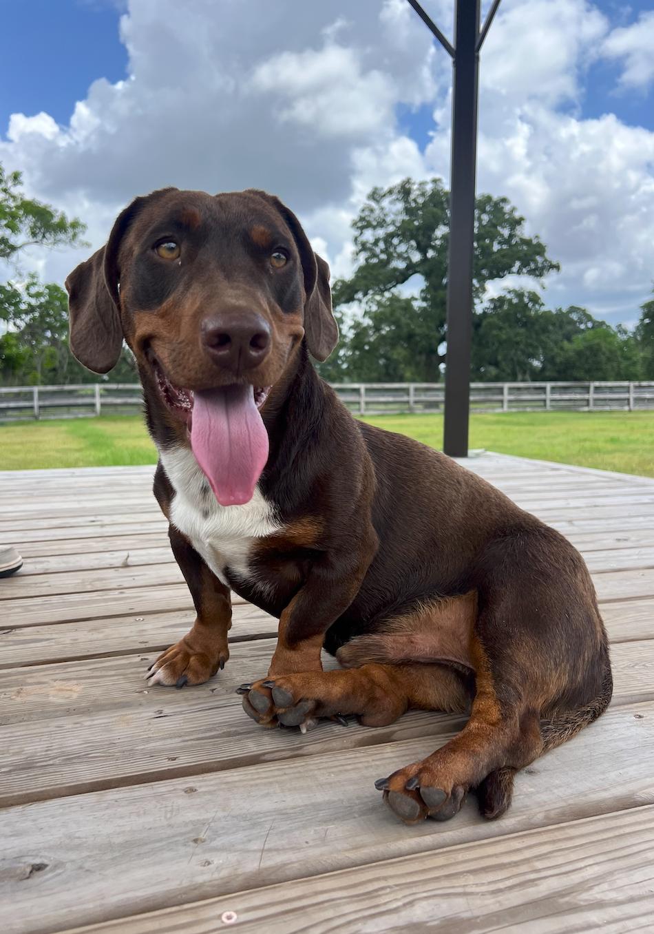 BUSTER, an adopted Basset Hound in Houston, TX image 1/6