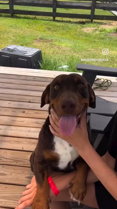 Enlarge BUSTER, an adopted Basset Hound in Houston, TX video 2/6
