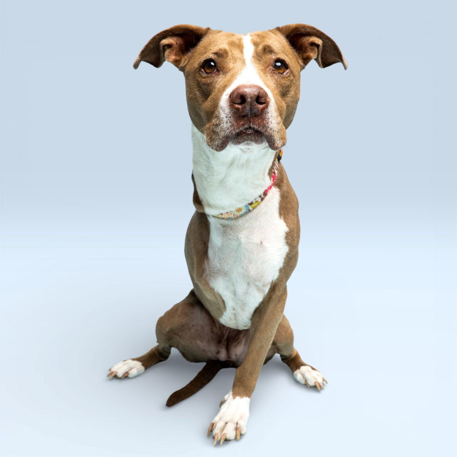 Enlarge Chelsea, a Adoptable Pit Bull Terrier in Richardson, TX image 1/1