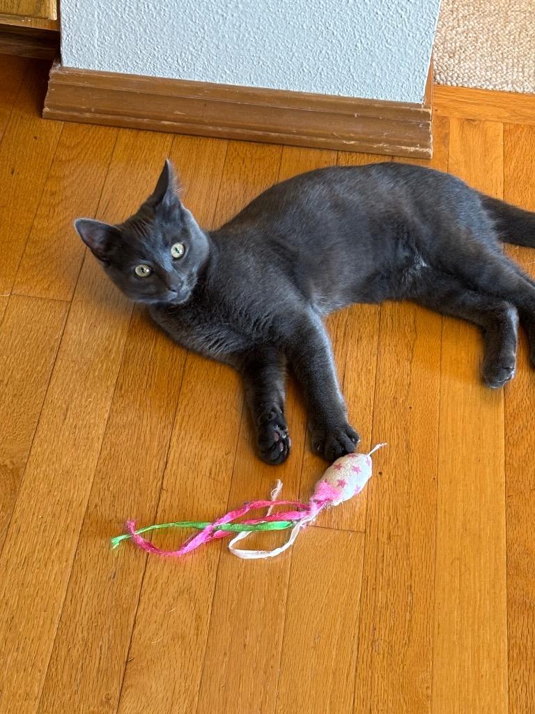 Enlarge Smudge, a Adoptable mixed breed in Shelton, WA image 2/3