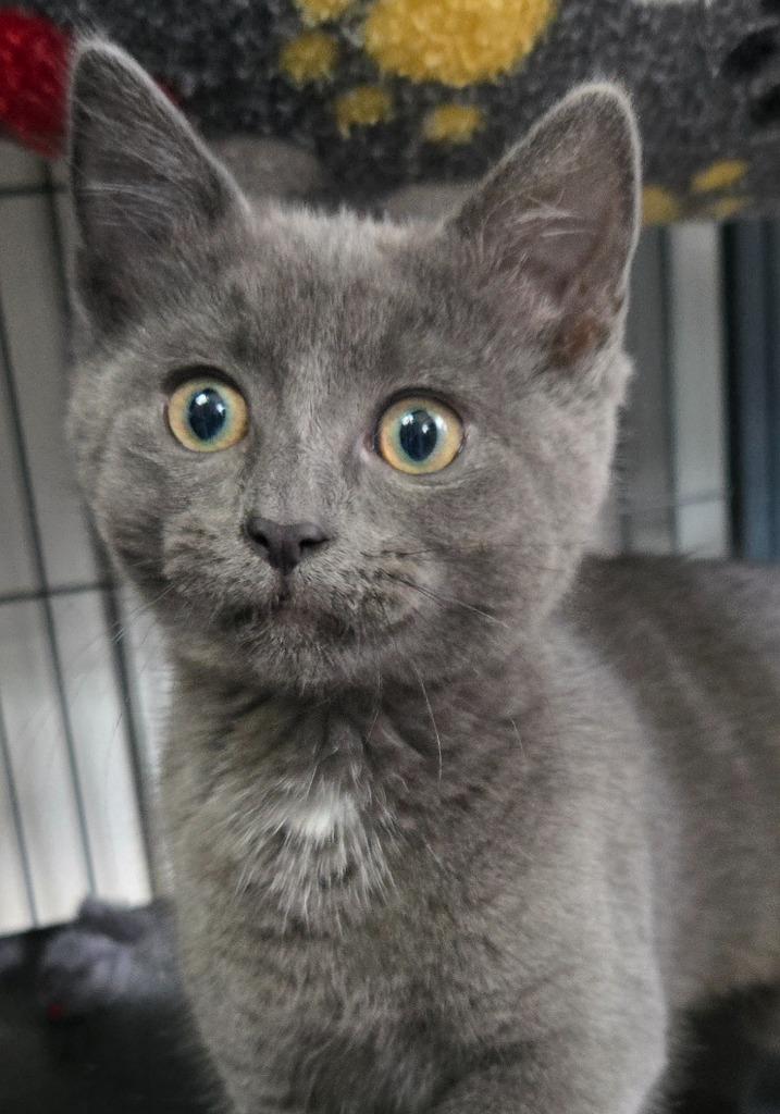 Enlarge Smudge, a Adoptable mixed breed in Shelton, WA image 3/3