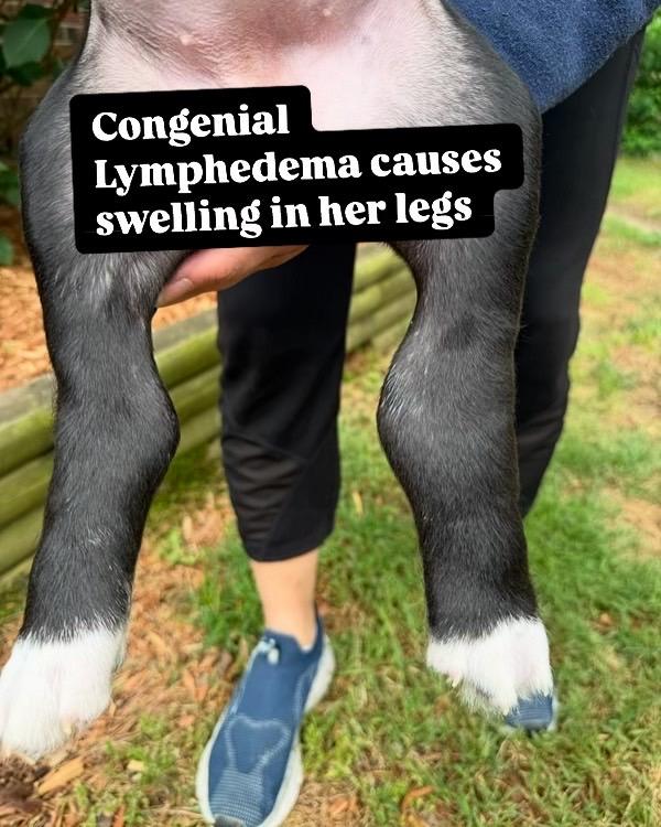 Enlarge Sunny, a Adopted mixed breed in Lake Wylie, SC image 3/4