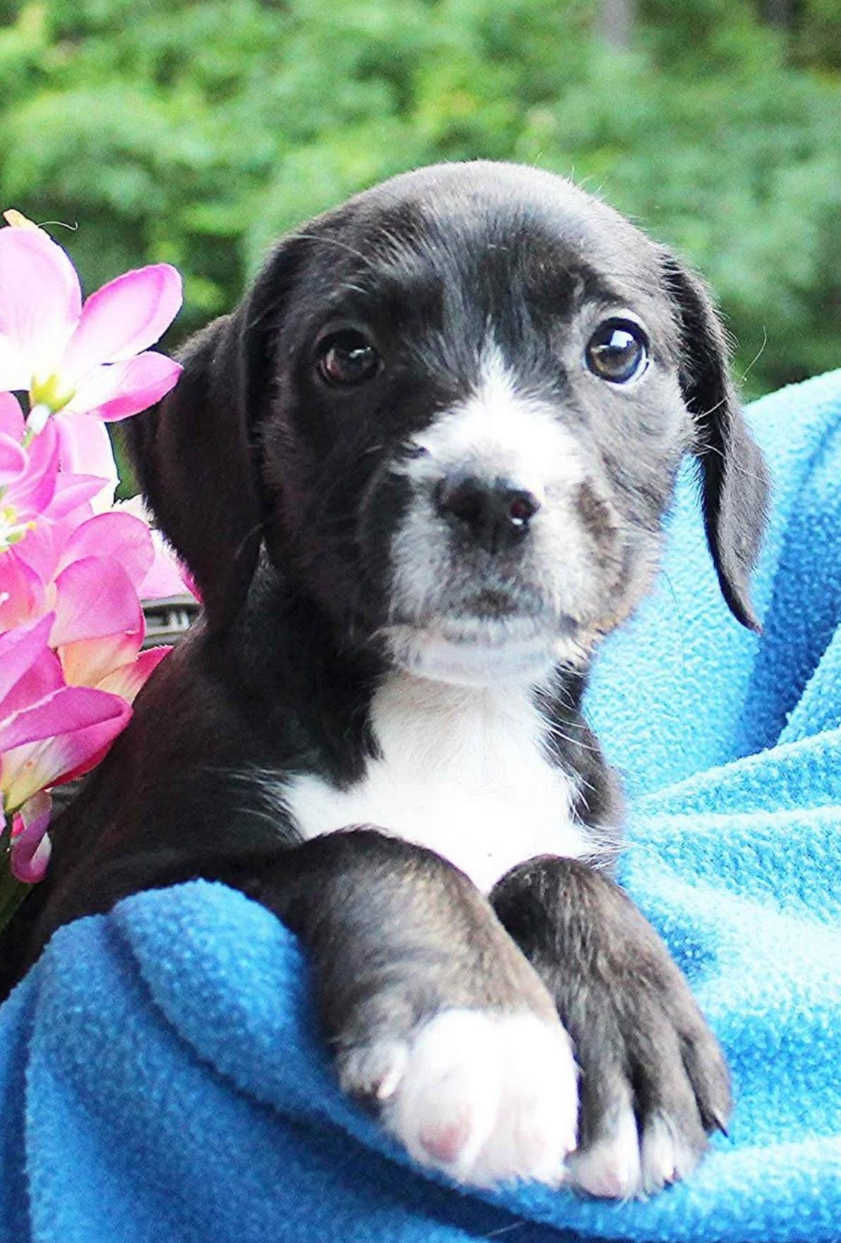 Enlarge Sunny, a Adopted mixed breed in Lake Wylie, SC image 1/4