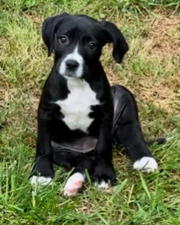 Enlarge Sunny, a Adopted mixed breed in Lake Wylie, SC image 4/4