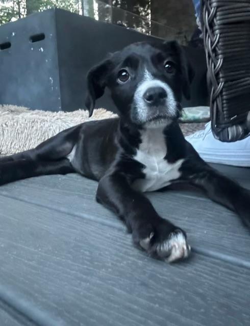 Enlarge Sunny, a Adopted mixed breed in Lake Wylie, SC image 2/4