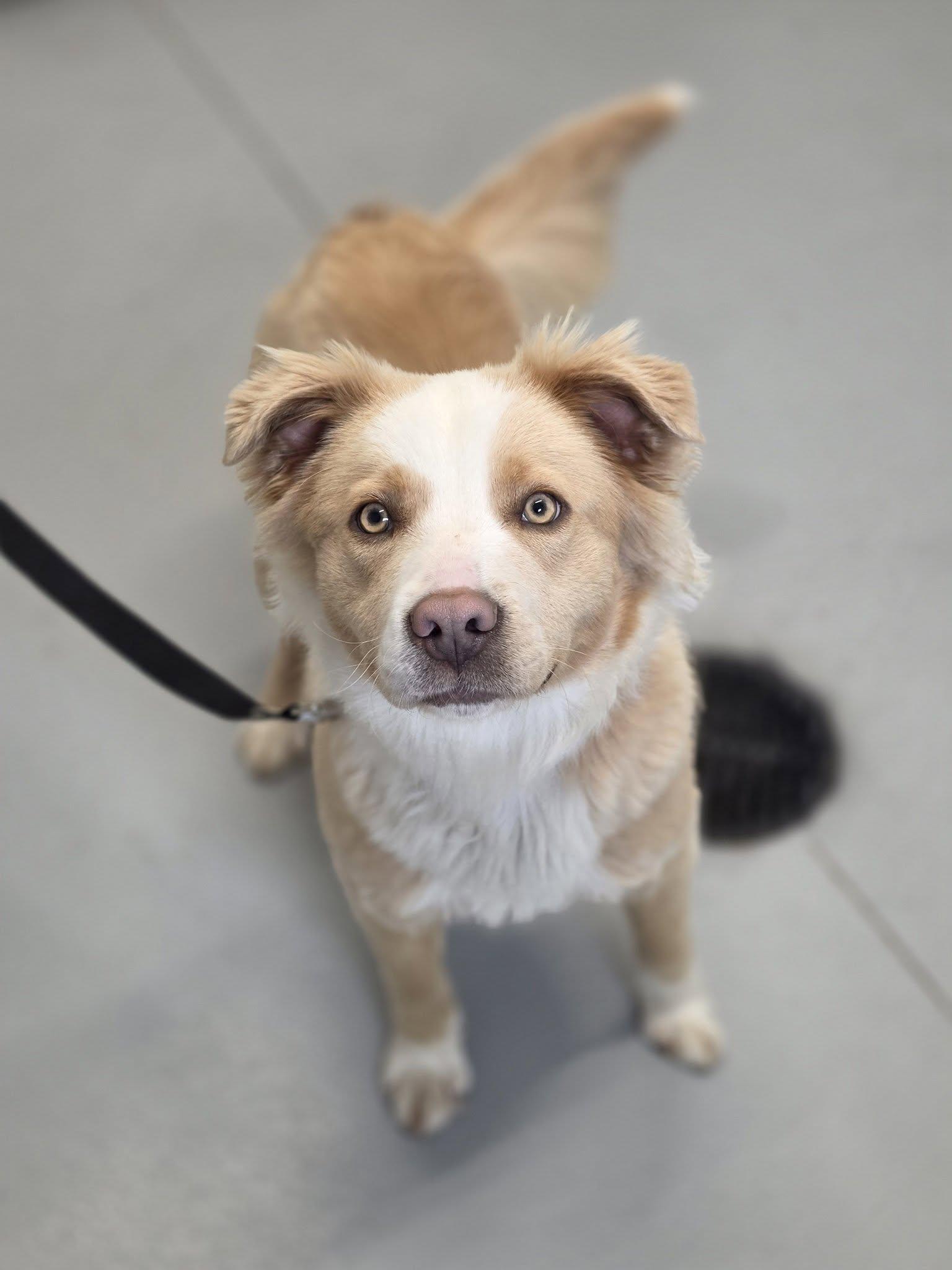 Enlarge Calista, an adopted mixed breed in Shelby, MI image 1/1