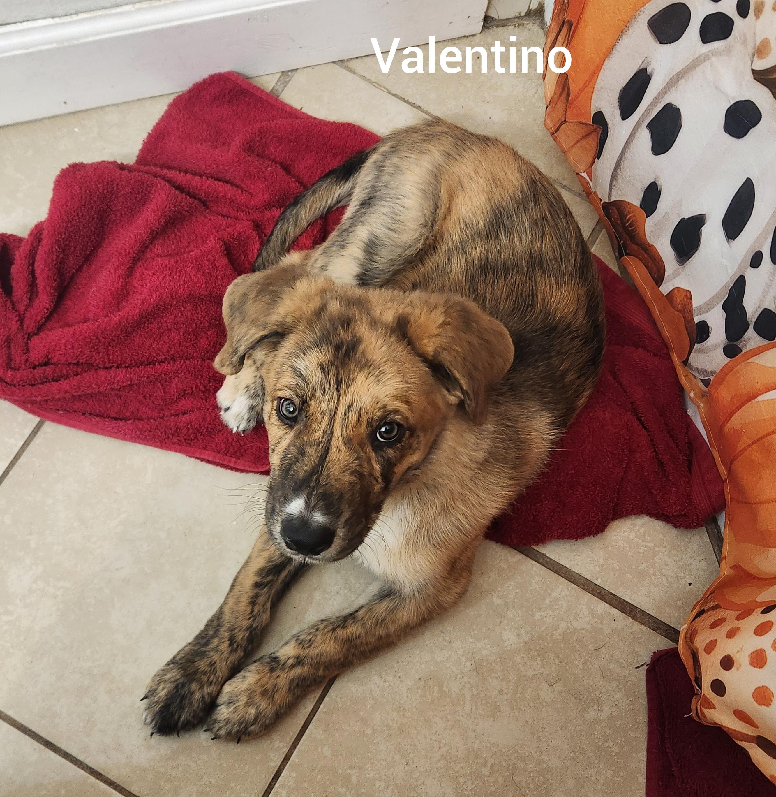 Enlarge Valentino (Orlando Fl) Valentine Litter, a Adoptable mixed breed in Orlando, FL image 3/6