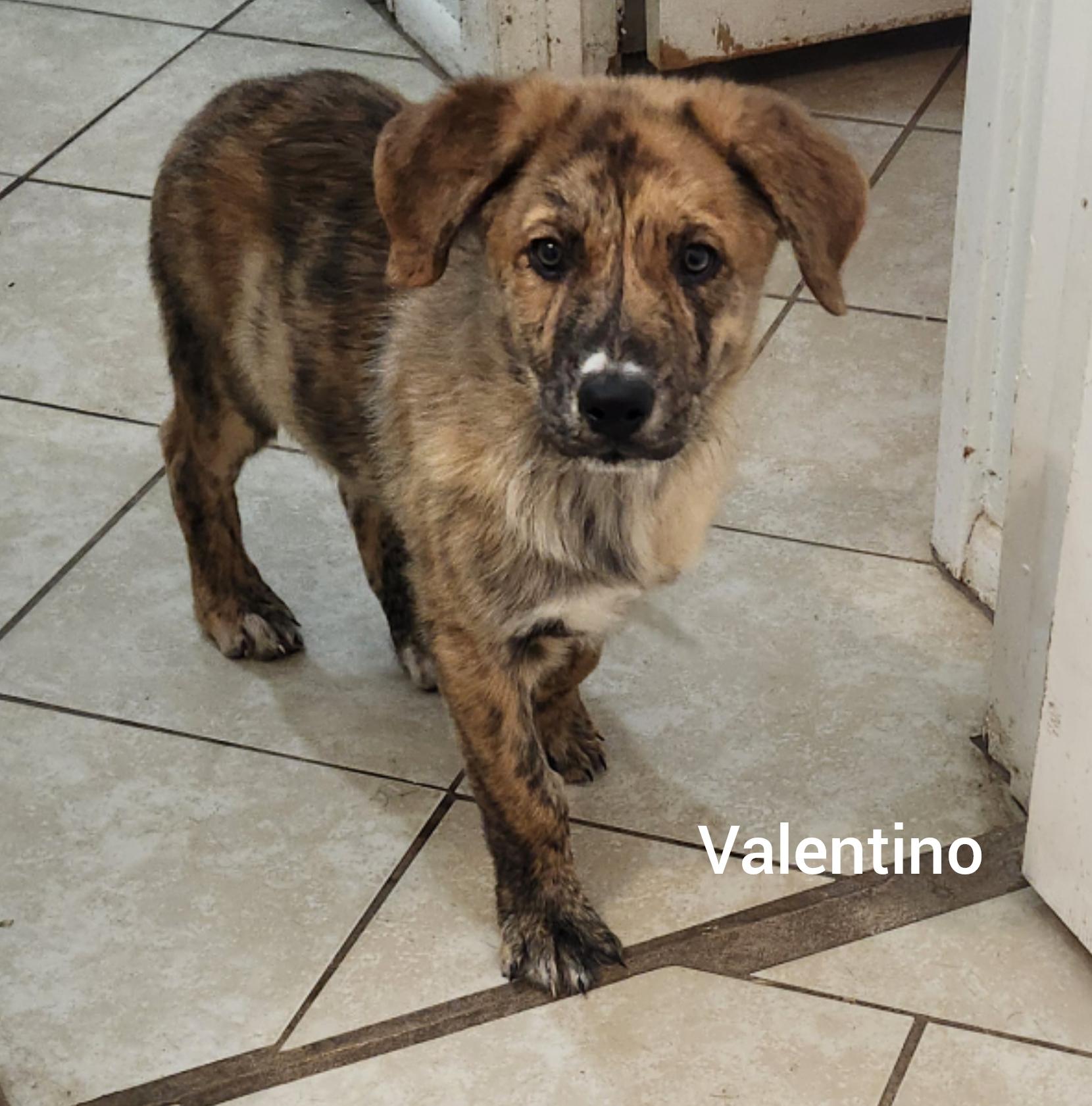 Enlarge Valentino (Orlando Fl) Valentine Litter, a Adoptable mixed breed in Orlando, FL image 5/6