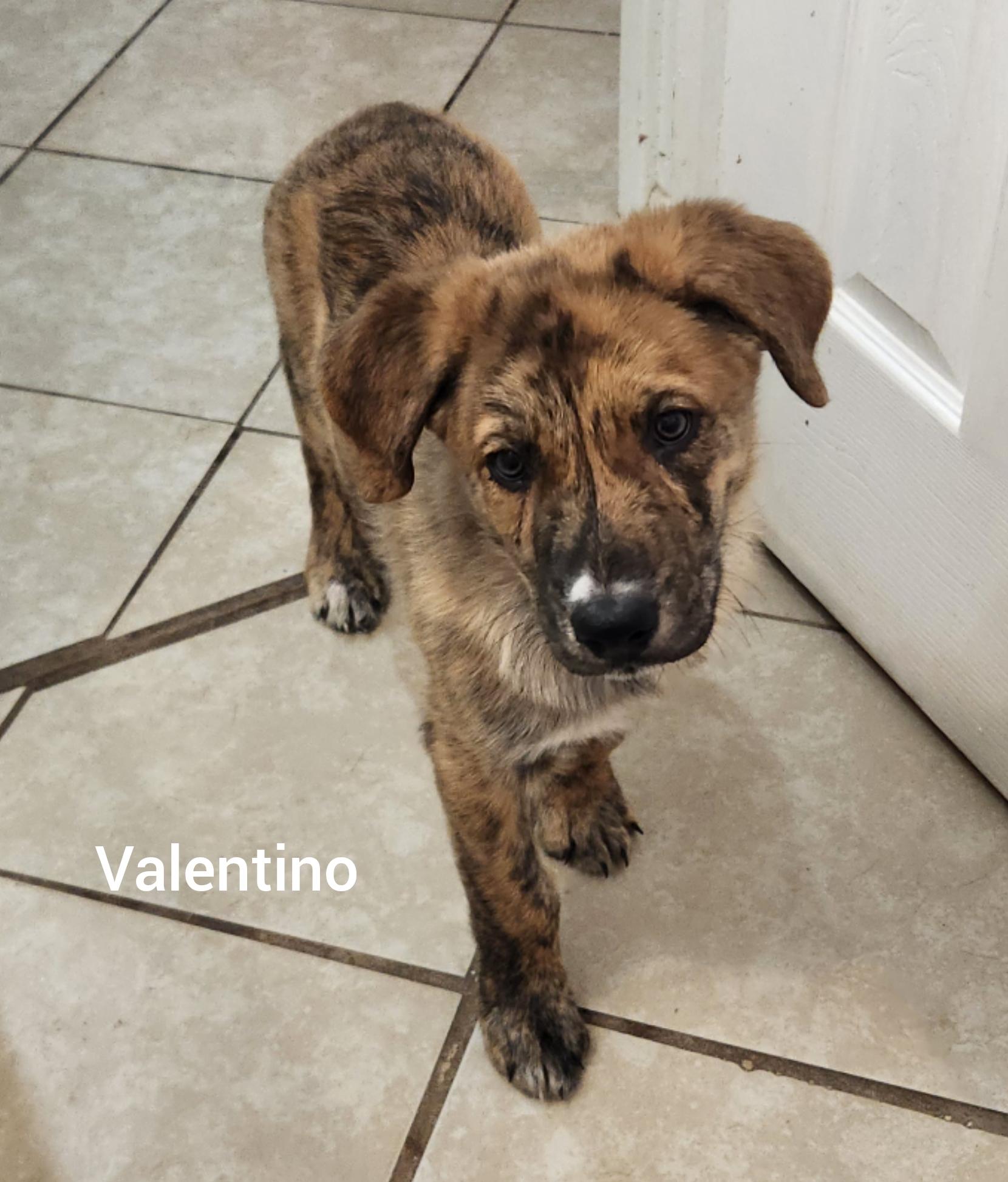 Enlarge Valentino (Orlando Fl) Valentine Litter, a Adoptable mixed breed in Orlando, FL image 4/6