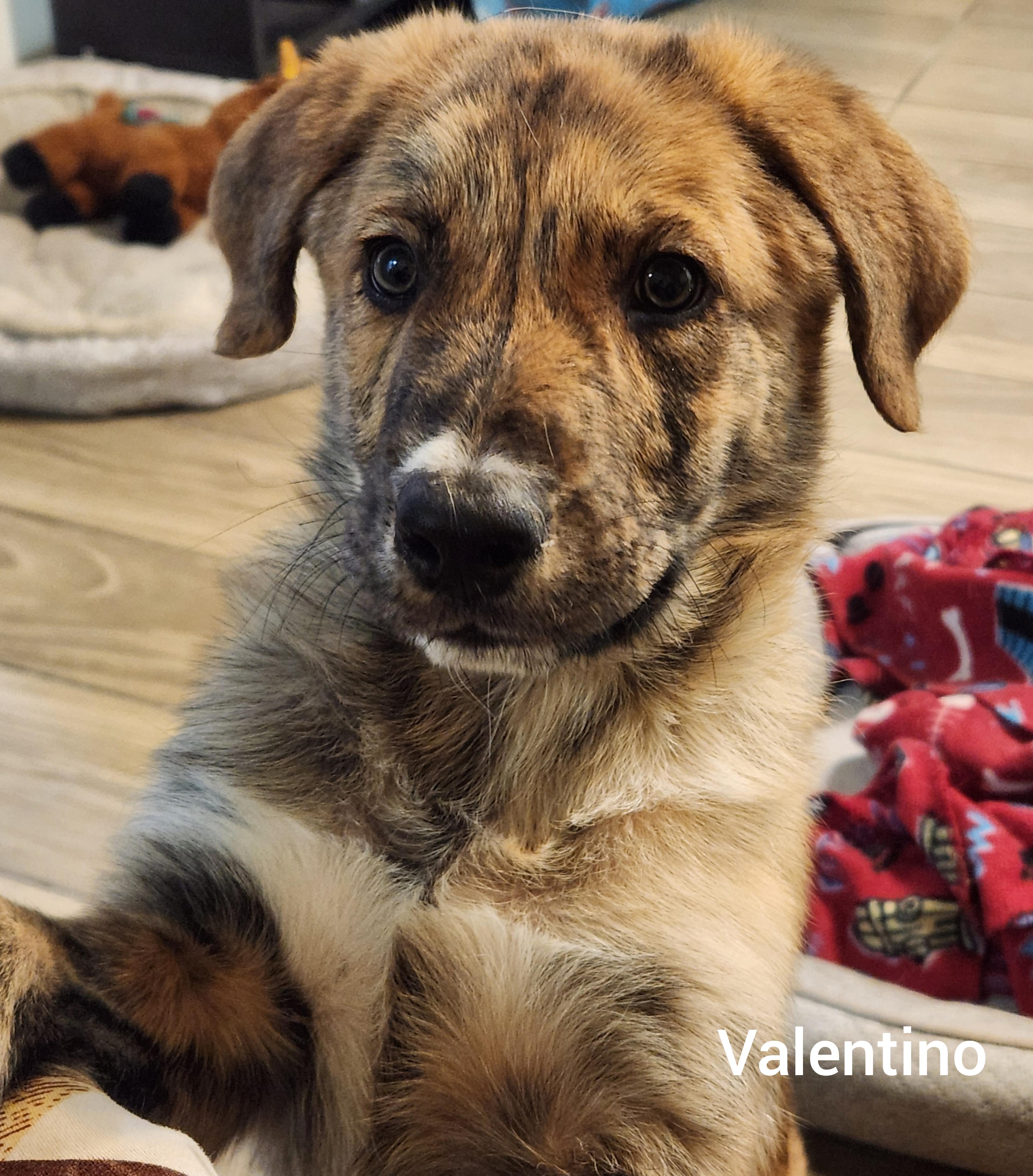 Valentino (Orlando Fl) Valentine Litter, Adoptable, Puppy Male German Shepherd Dog.