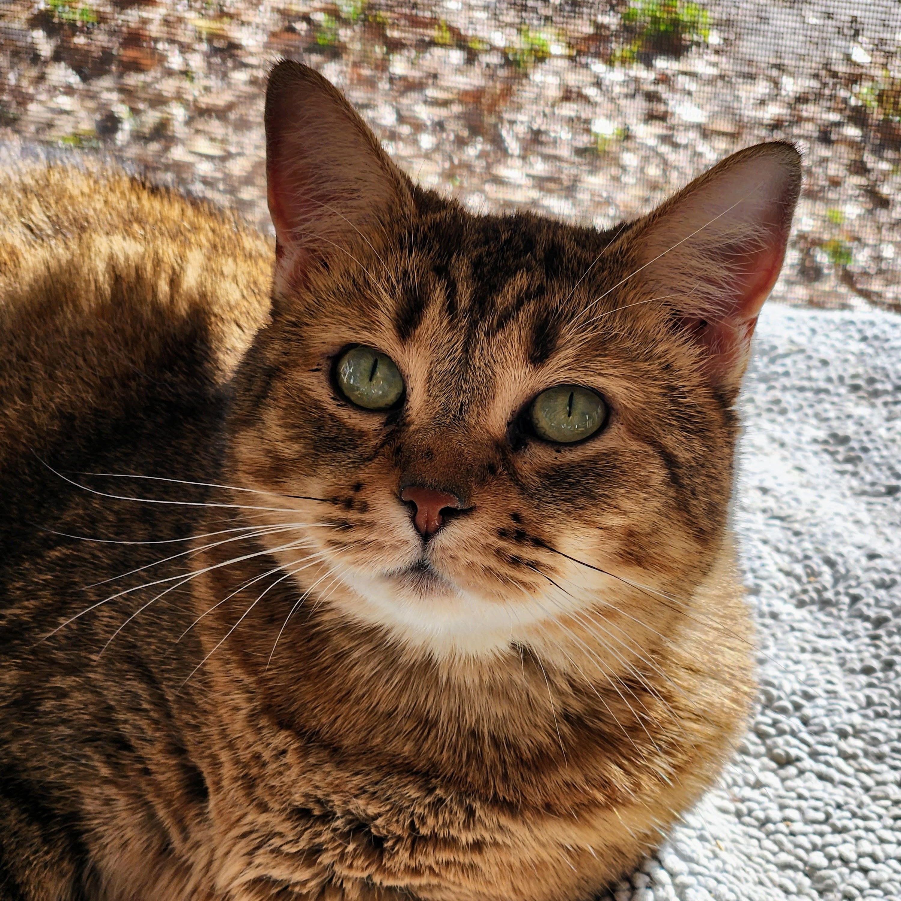 Tasha, a Adoptable Domestic Short Hair in New Port Richey, FL image 2/5