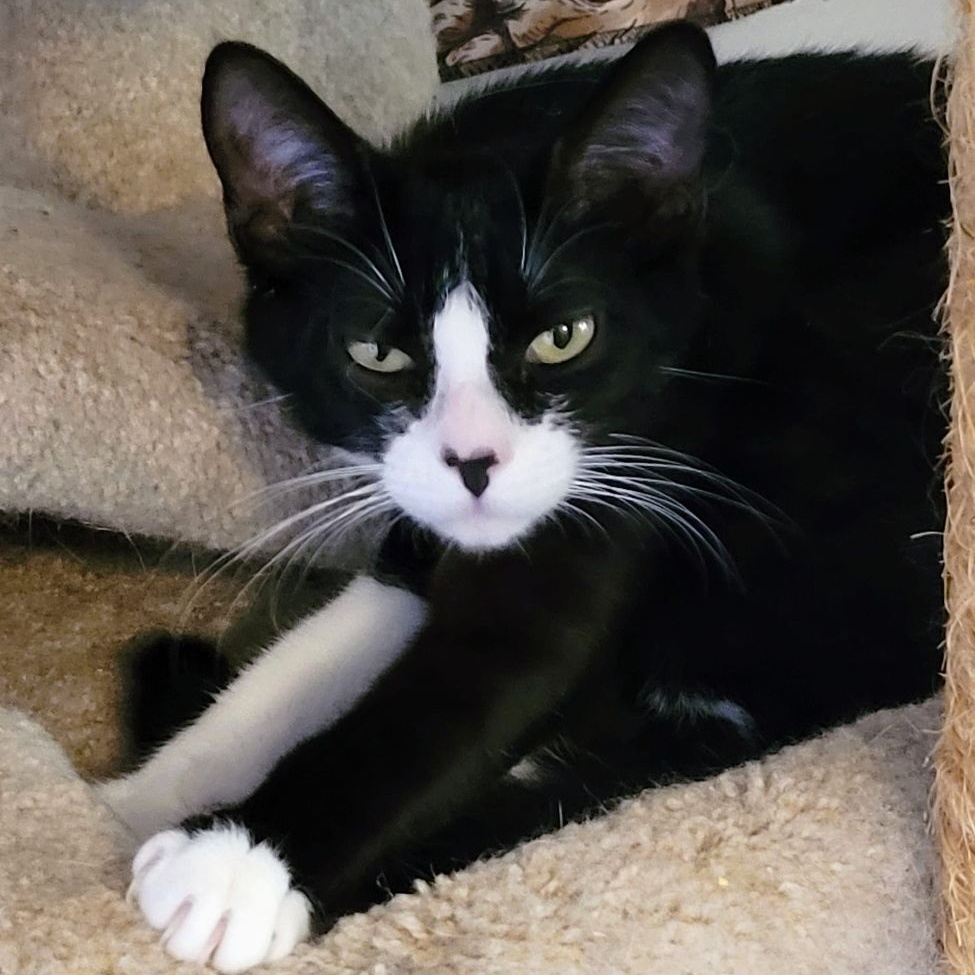 Tasha, a Adoptable Domestic Short Hair in New Port Richey, FL image 5/5