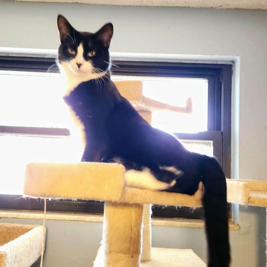 Tasha, a Adoptable Domestic Short Hair in New Port Richey, FL image 3/5