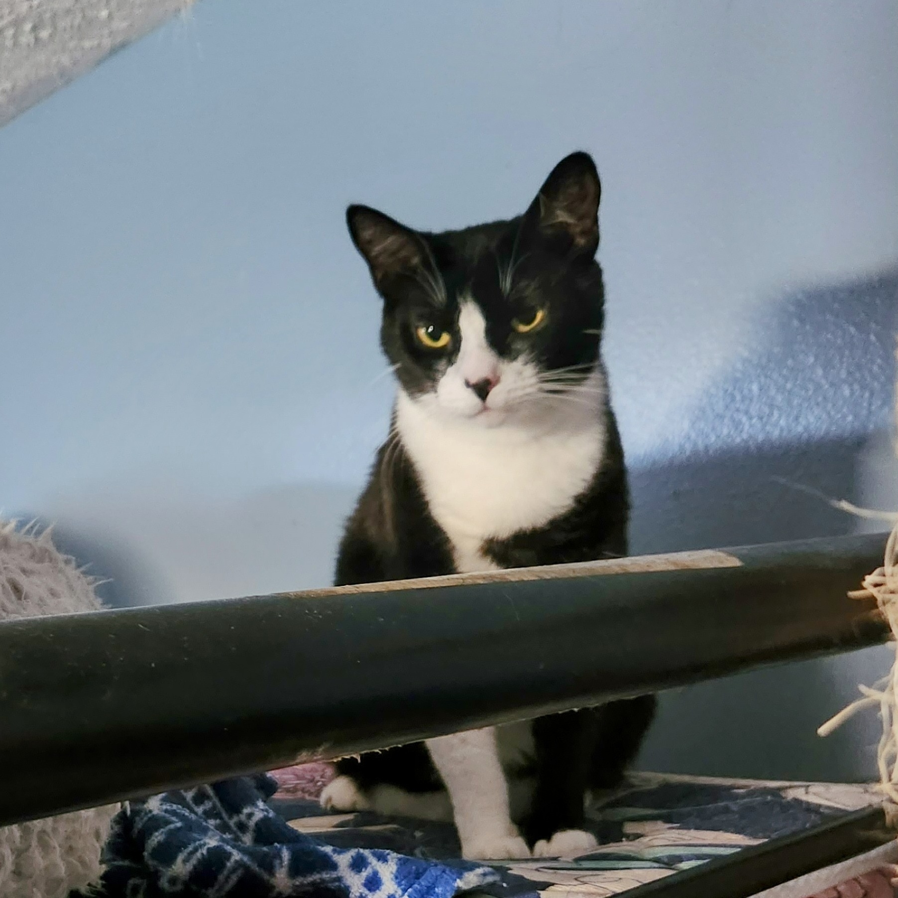 Tasha, a Adoptable Domestic Short Hair in New Port Richey, FL image 4/5