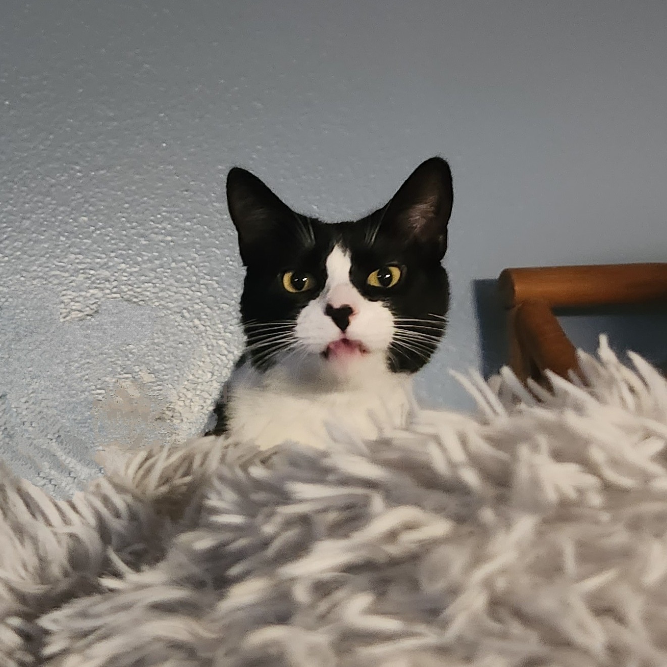 Tasha, Adoptable, Adult Female Domestic Short Hair.