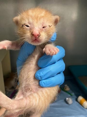 Enlarge Oregano, a Adoptable Domestic Short Hair in Mustang, OK image 2/2