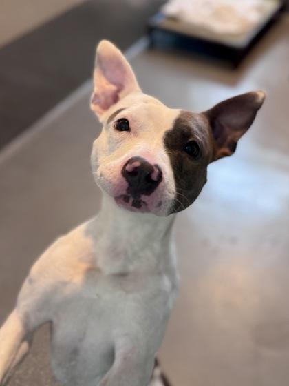 Ipod (Underdog in Foster), a Adoptable mixed breed in New Orleans, LA image 2/2