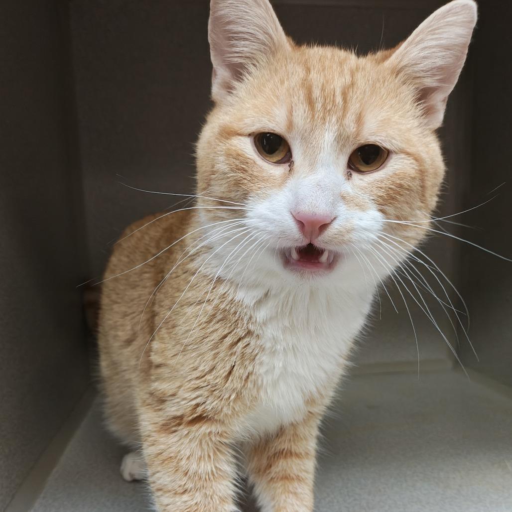 Toby, Adoptable, Young Male Domestic Short Hair.