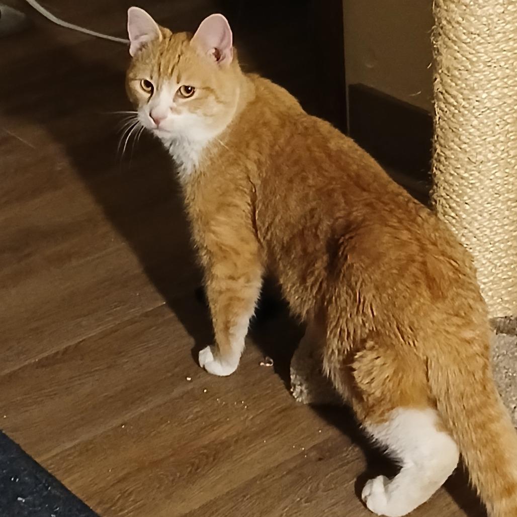 Toby, a Adoptable Domestic Short Hair in Madison, WI image 2/5