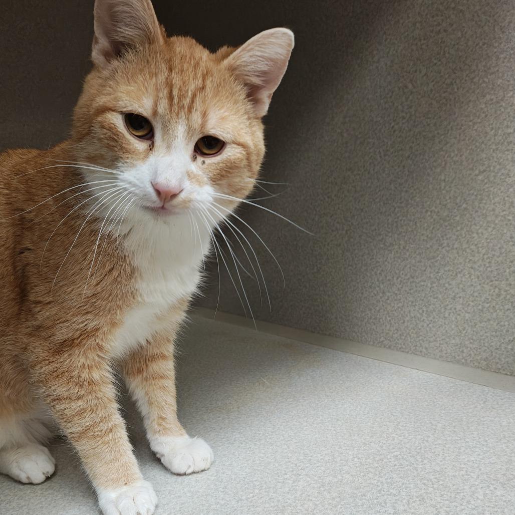 Toby, a Adoptable Domestic Short Hair in Madison, WI image 3/5