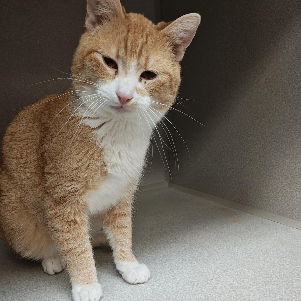 Toby, a Adoptable Domestic Short Hair in Madison, WI image 4/5