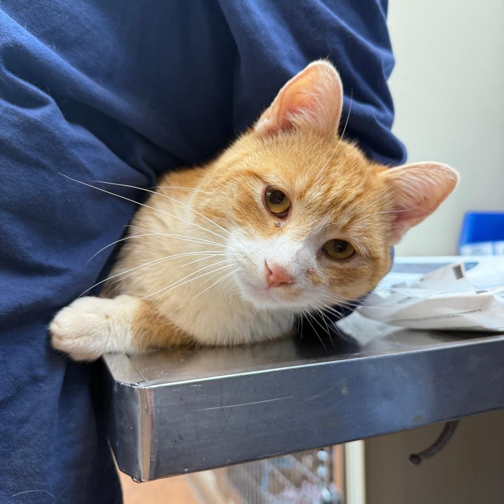 Toby, a Adoptable Domestic Short Hair in Madison, WI image 5/5