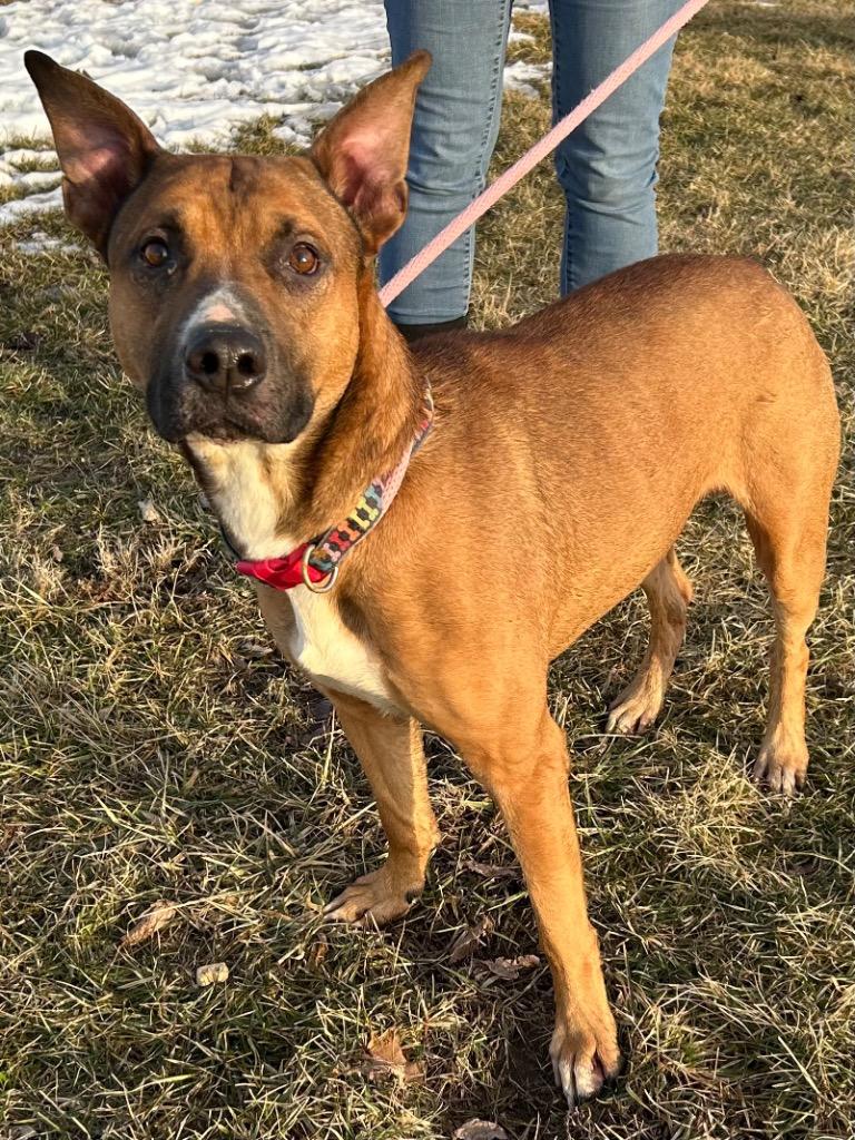 Gremlin, Adoptable, Adult Male Shepherd.